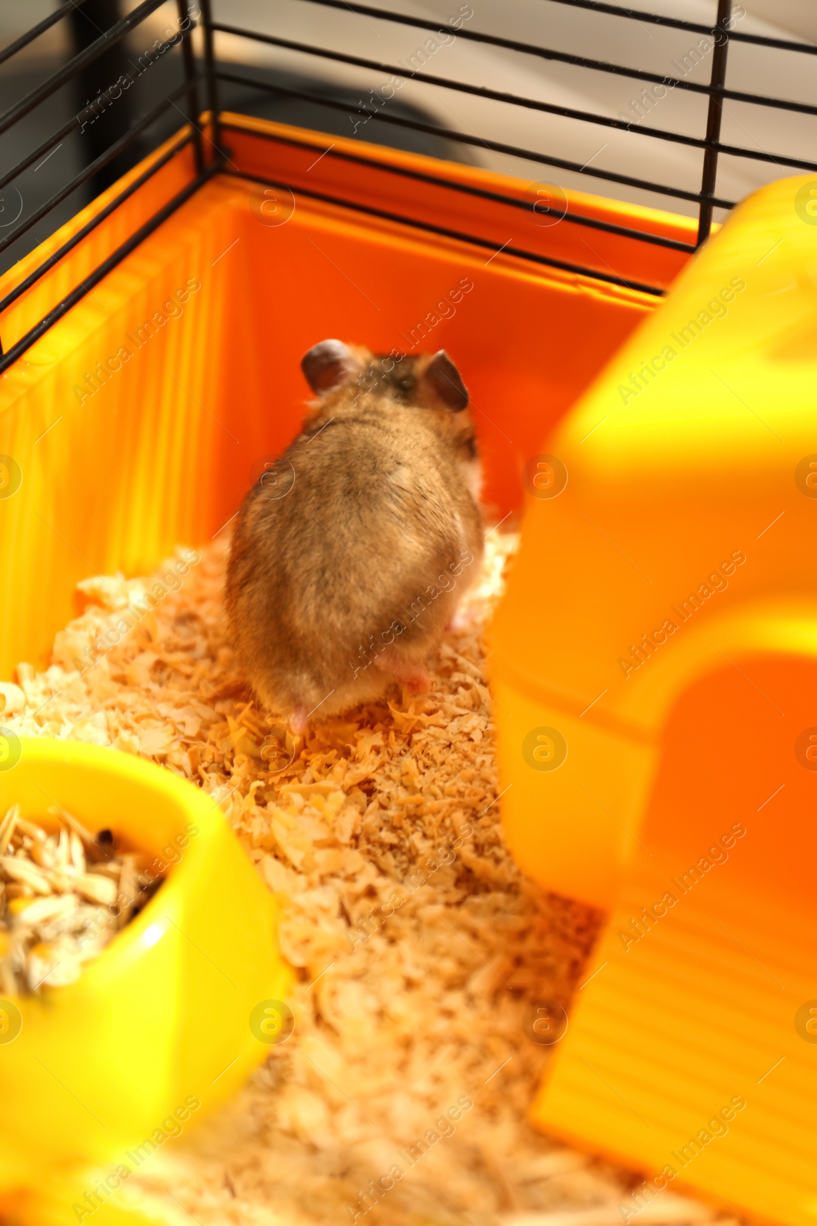 Photo of Cute little fluffy hamster playing in cage