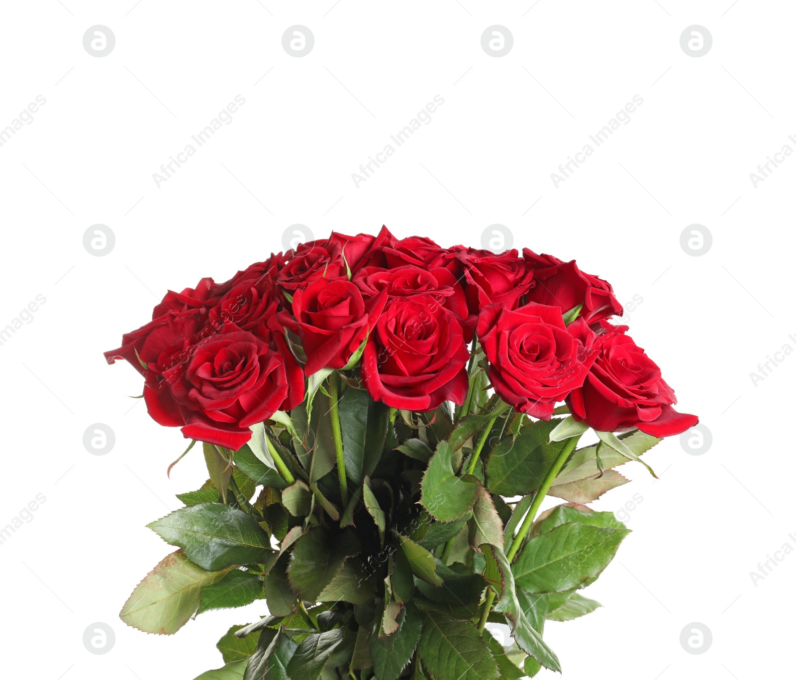 Photo of Beautiful red rose flowers on white background