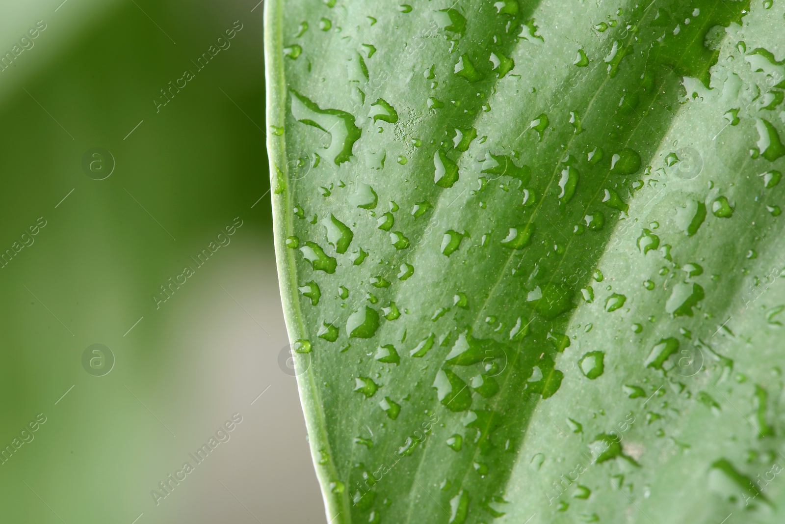 Photo of View of water drops on green leaf, closeup