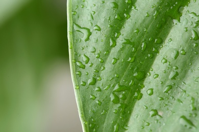 Photo of View of water drops on green leaf, closeup