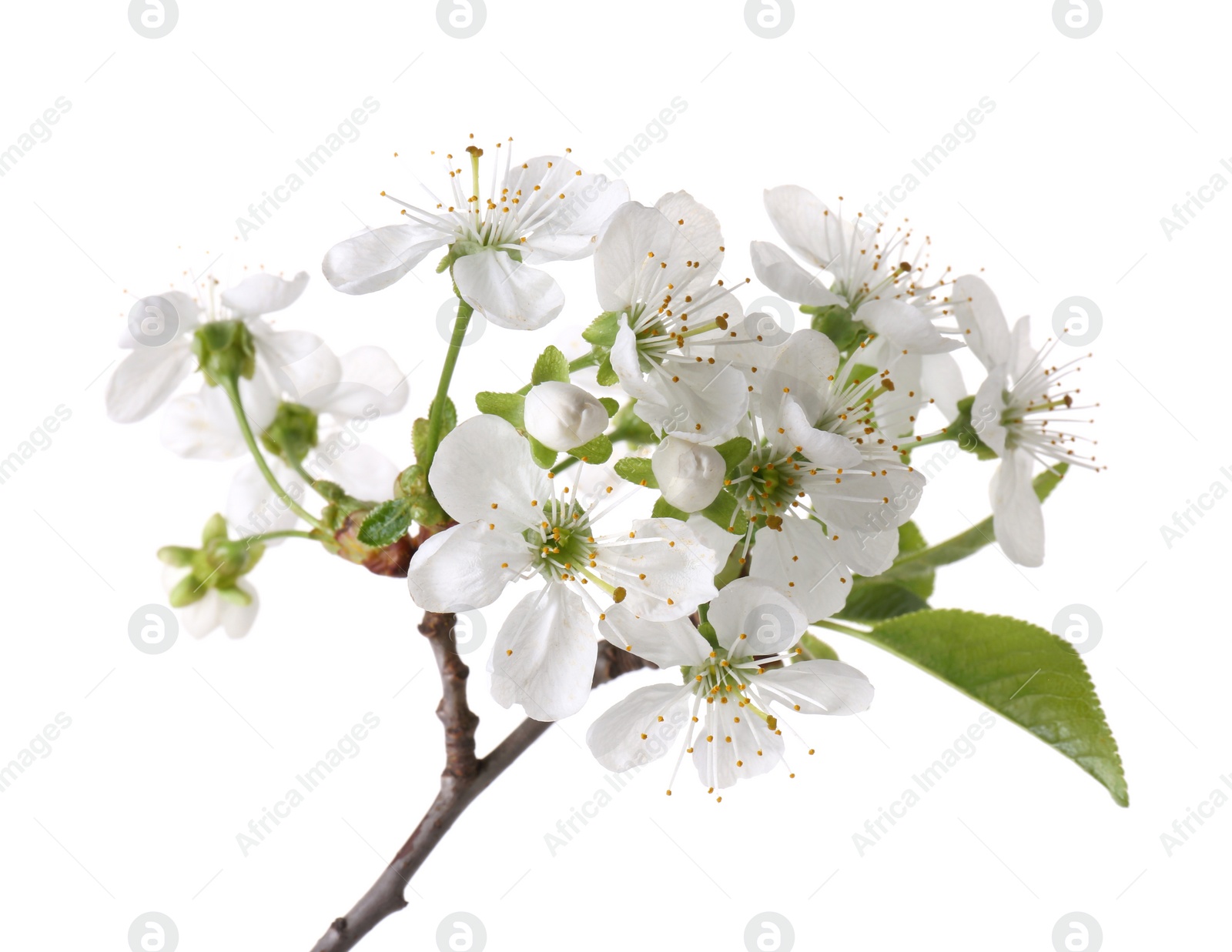 Photo of Spring branch with beautiful blossoms and leaves isolated on white