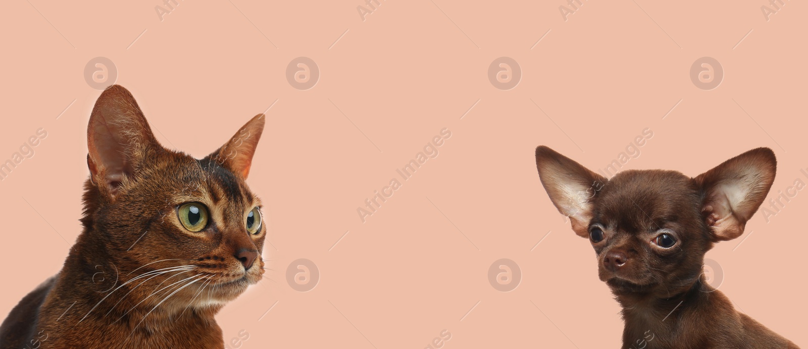 Image of Cute dog and cat on pink background, space for text. Banner design