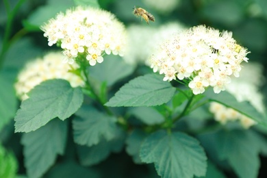 Photo of Small bee flying near tropical plant with beautiful flowers and leaves