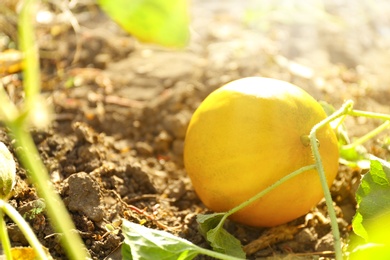 Fresh ripe juicy melon growing in field