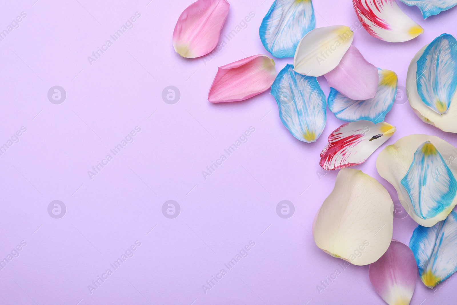 Photo of Beautiful petals on purple background, flat lay. Space for text
