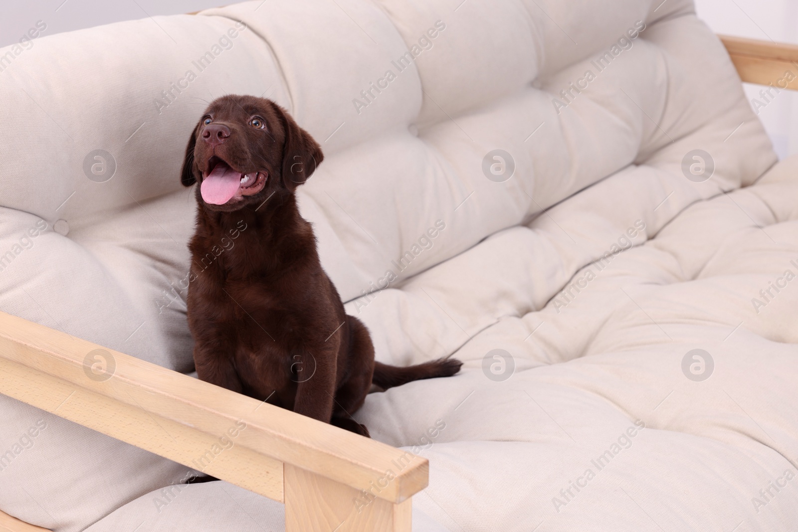 Photo of Cute chocolate Labrador Retriever puppy on beige sofa indoors. Lovely pet