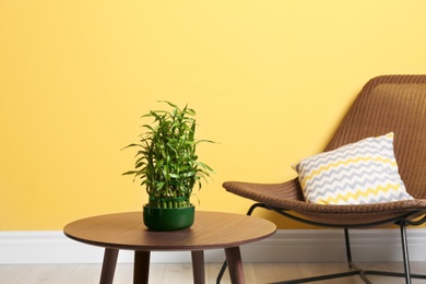 Pot with green bamboo on table against color wall in room. Space for text