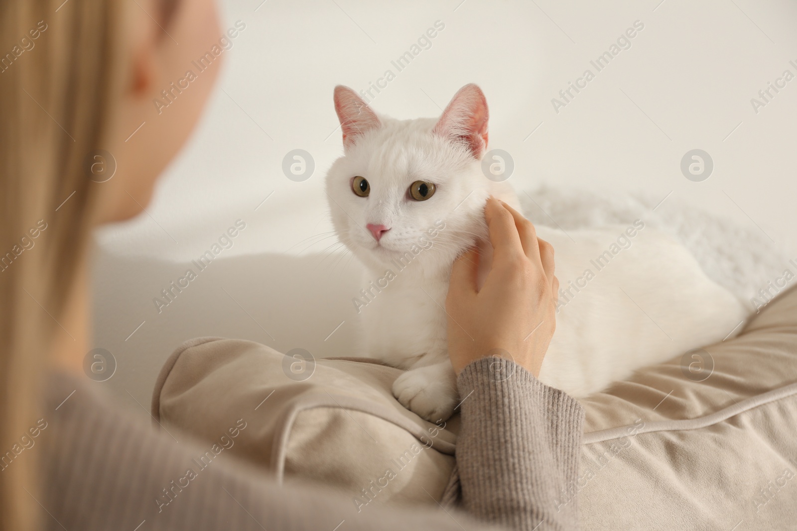 Photo of Young woman petting her beautiful white cat at home, closeup. Fluffy pet