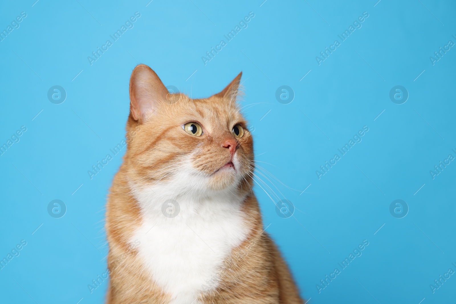 Photo of Cute ginger cat on light blue background, space for text. Adorable pet