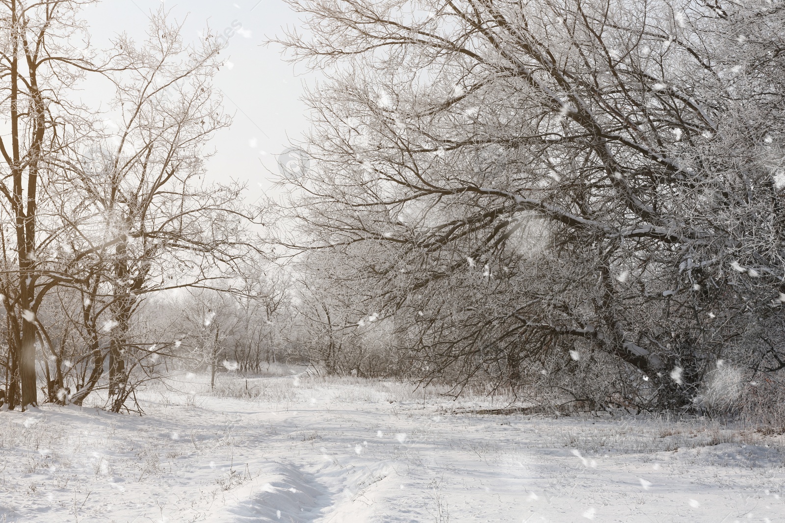 Photo of Beautiful forest covered with snow in winter