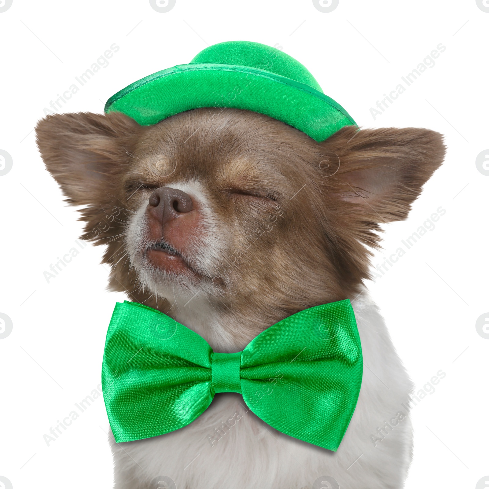 Image of St. Patrick's day celebration. Cute Chihuahua dog with green bow tie and leprechaun hat isolated on white