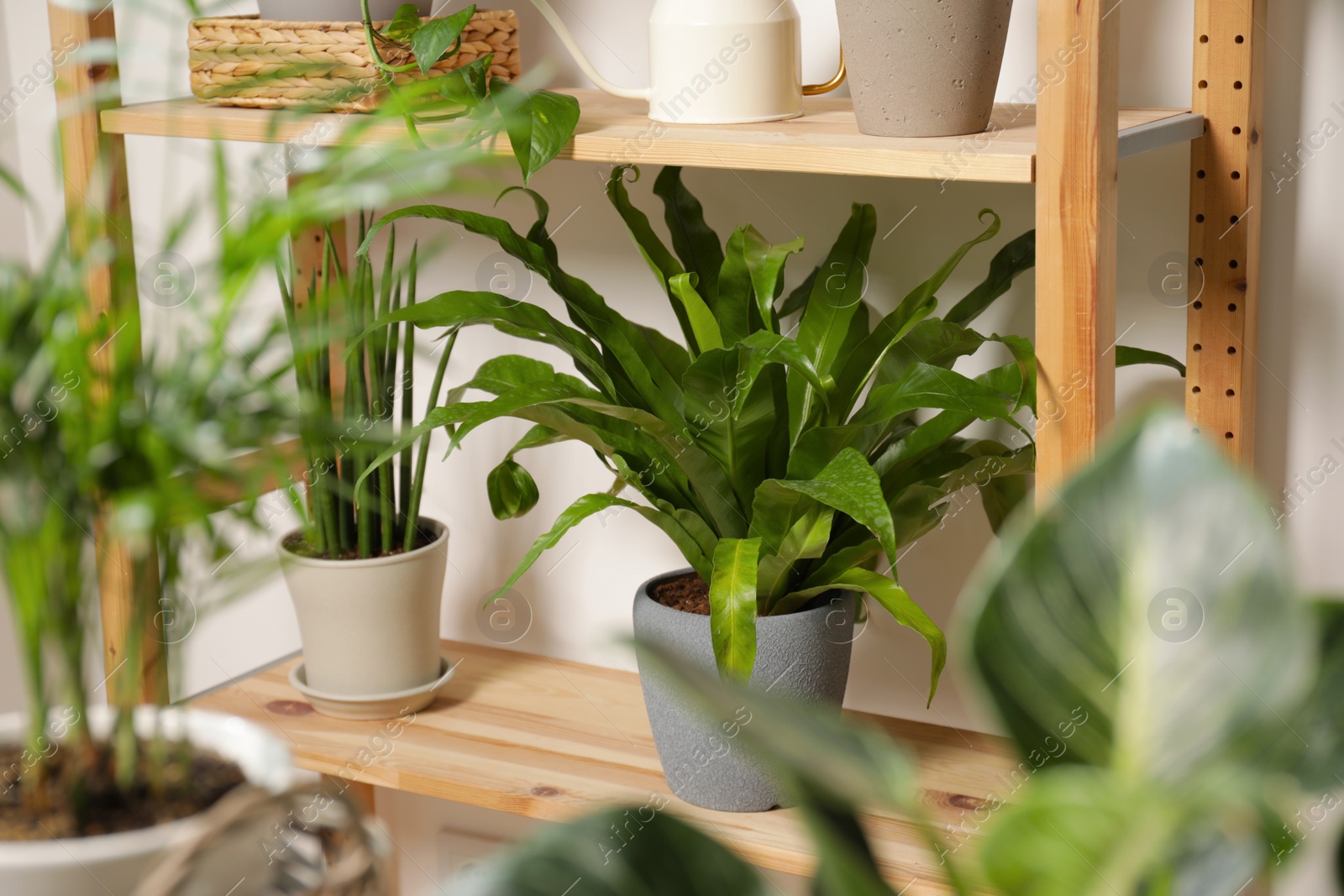 Photo of Green houseplants in pots on wooden shelves near white wall