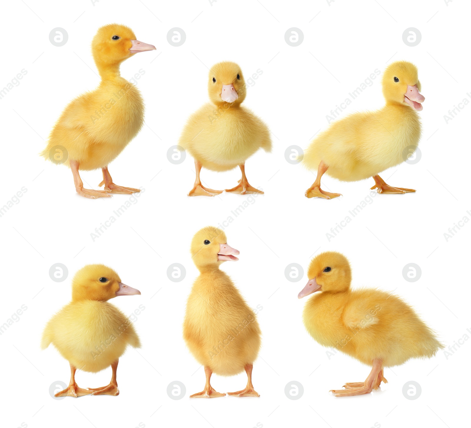 Image of Collage with cute fluffy ducklings on white background. Farm animals