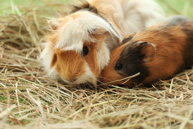 Photo of Cute funny guinea pigs and hay outdoors, closeup