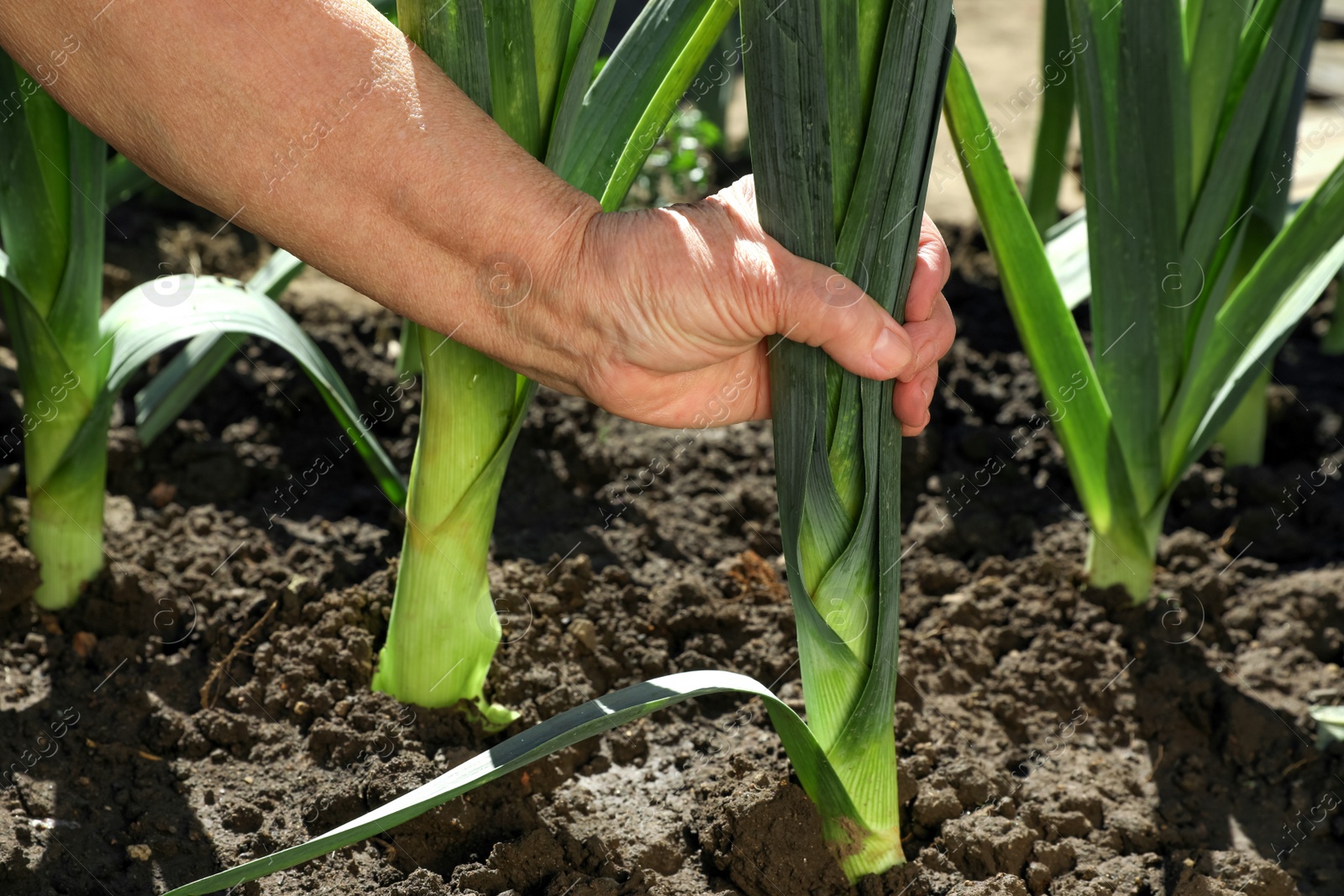 Photo of Mature man picking fresh leek in field, closeup