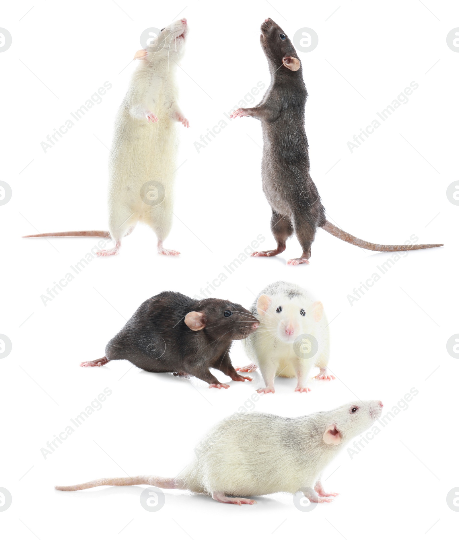 Image of Set of cute little rats on white background