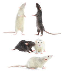 Set of cute little rats on white background