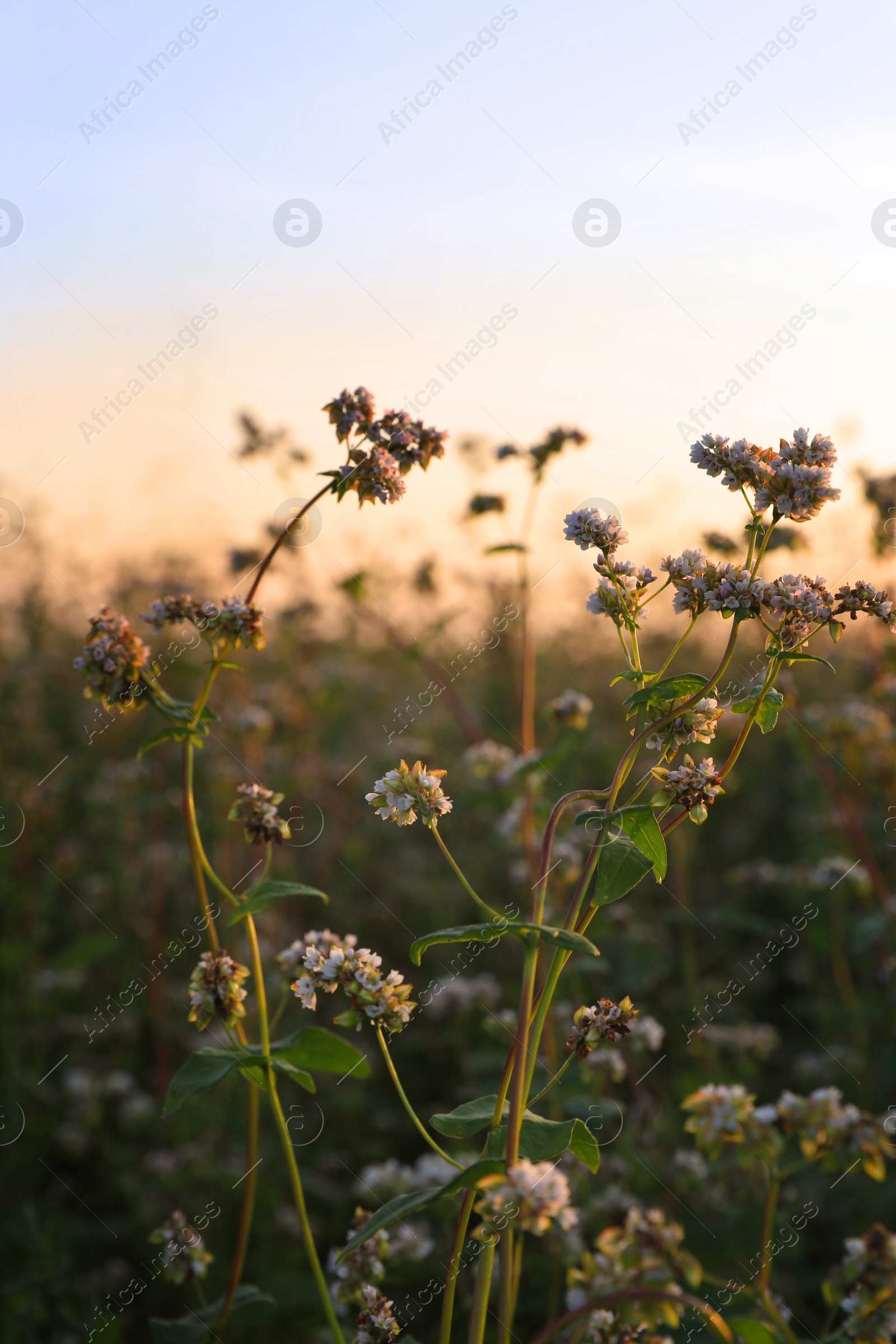 Photo of Many beautiful buckwheat flowers growing in field