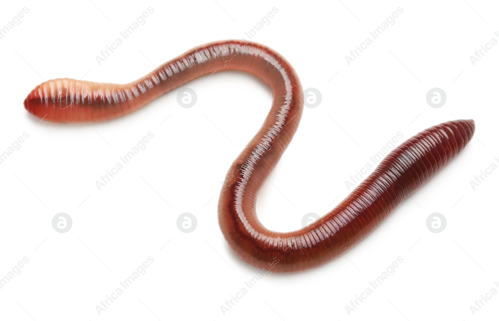 Photo of One earthworm isolated on white. Terrestrial invertebrates