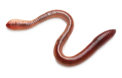 One earthworm isolated on white. Terrestrial invertebrates