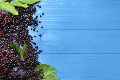 Photo of Ripe elderberries with green leaves on blue wooden table, flat lay. Space for text