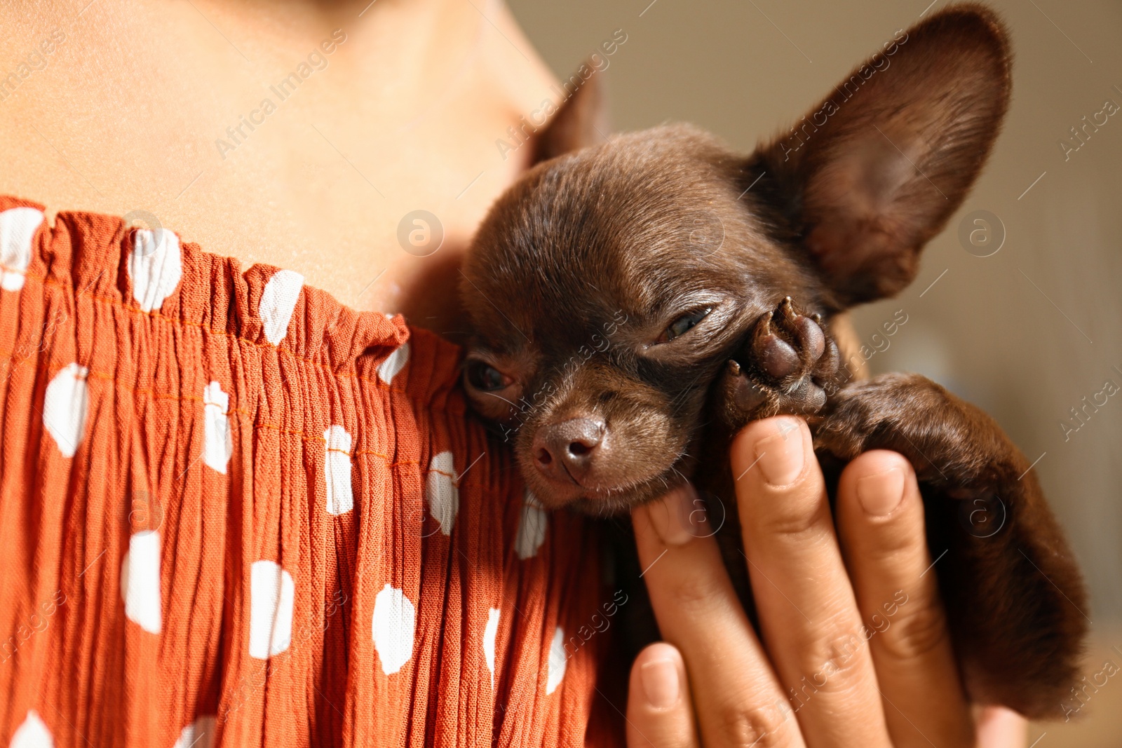 Photo of Woman holding cute sleepy small Chihuahua dog, closeup