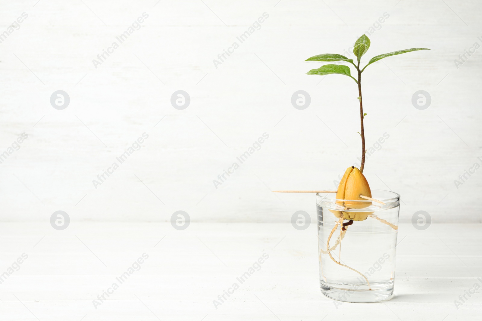 Photo of Glass with sprouted avocado on white table. Space for text