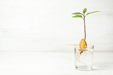 Glass with sprouted avocado on white table. Space for text