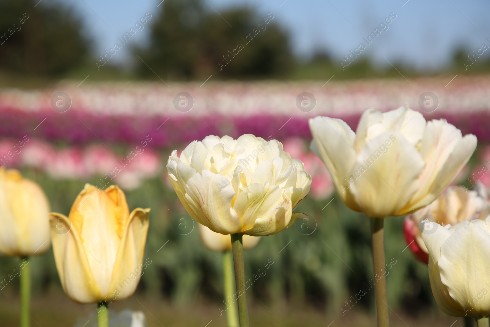 Photo of Beautiful colorful tulip flowers growing in field on sunny day, closeup