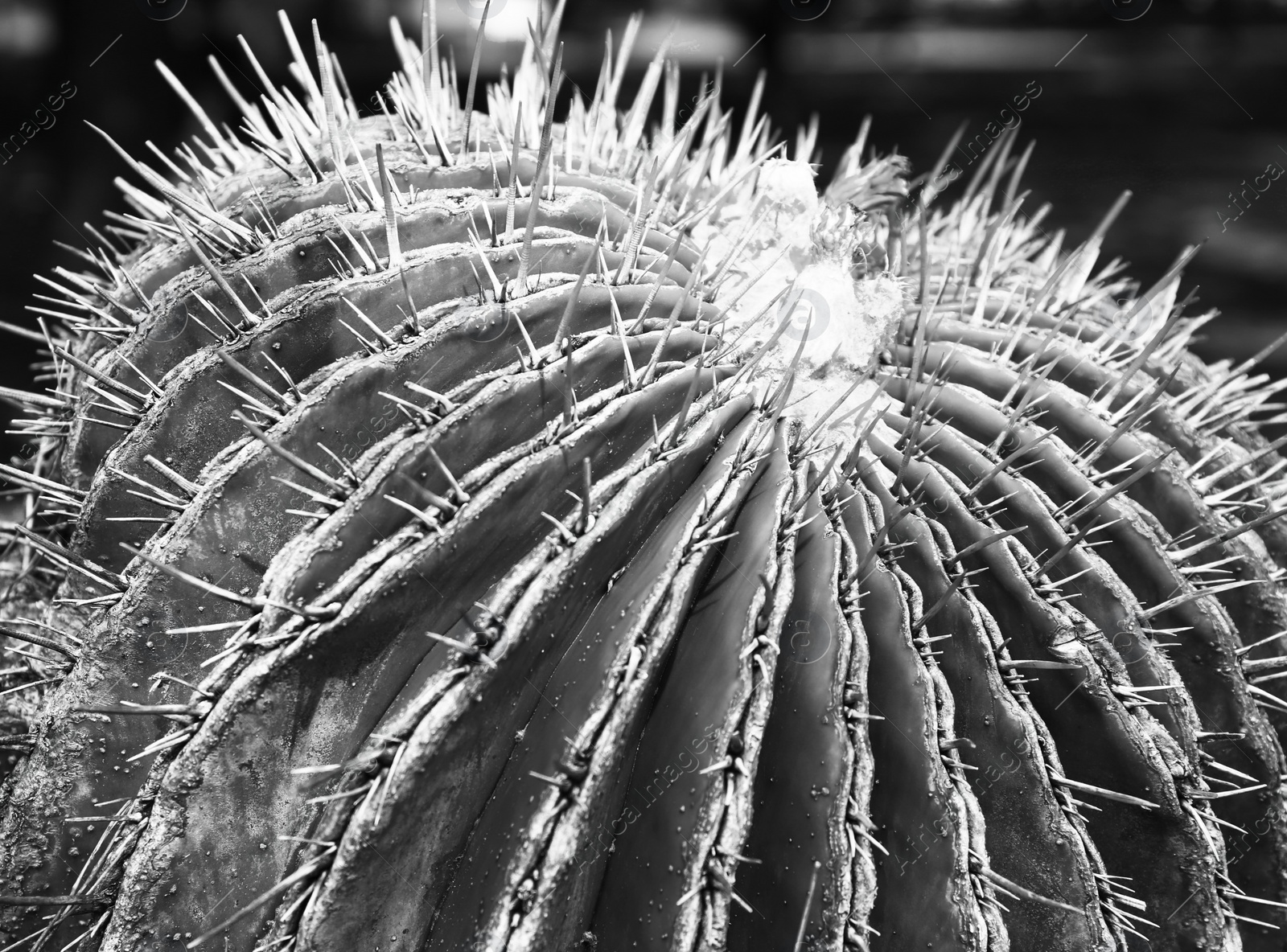 Image of Cactus, closeup view. Tropical plant, black and white effect