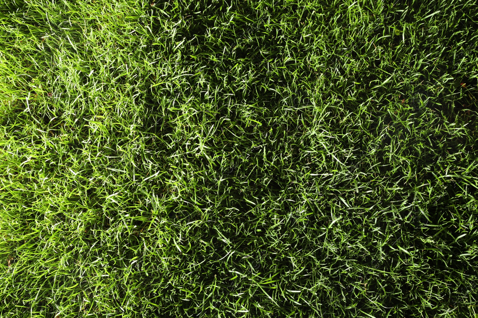 Photo of Green lawn with fresh grass as background, closeup