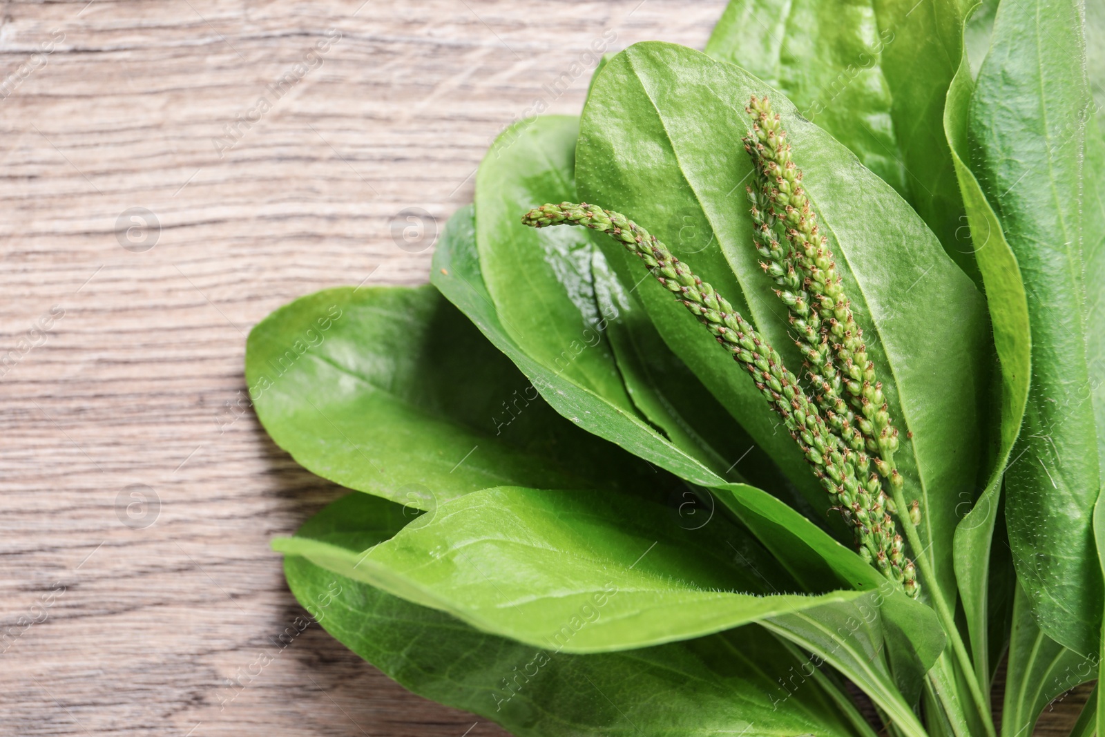 Photo of Green broadleaf plantain leaves on wooden table, closeup