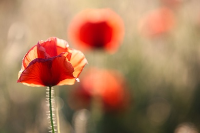 Beautiful blooming red poppy flower in field, closeup. Space for text