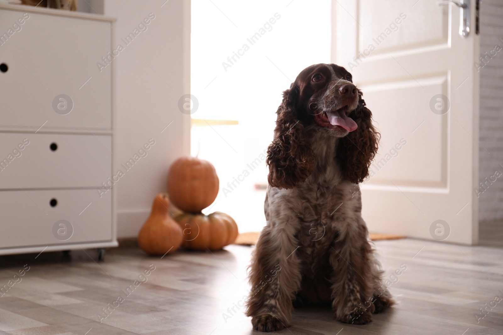 Photo of Adorable English Cocker Spaniel and pumpkins at home, space for text. Halloween celebration