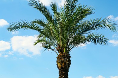 Photo of Beautiful palm tree with green leaves against blue sky