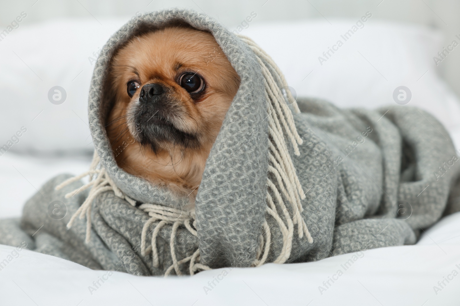 Photo of Cute Pekingese dog wrapped in blanket on bed indoors