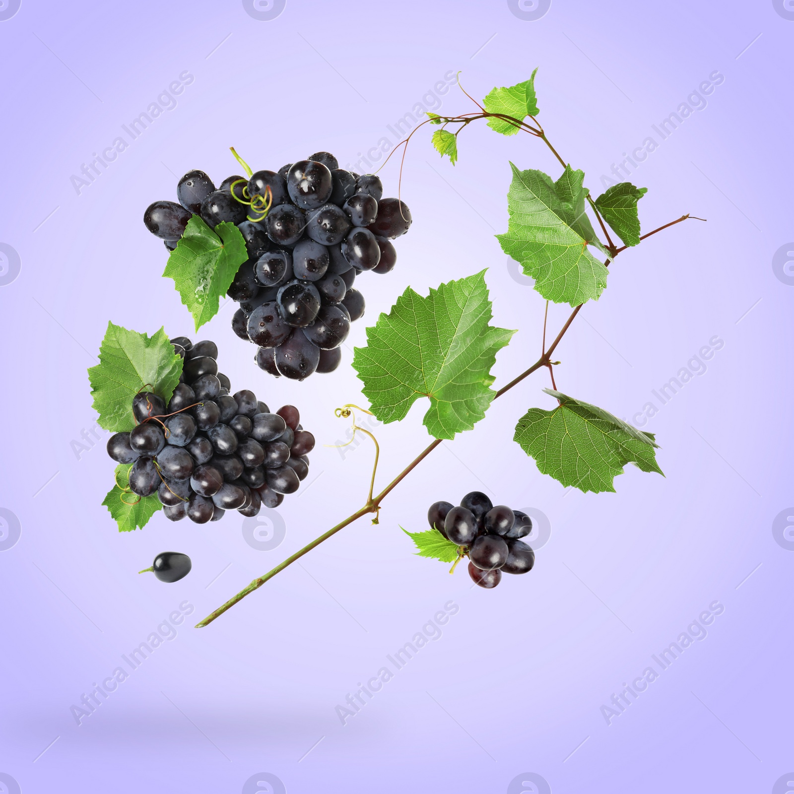 Image of Fresh grapes and vine in air on light violet background