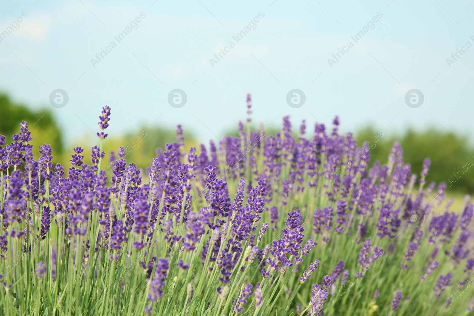 Photo of Beautiful blooming lavender growing in field. Space for text