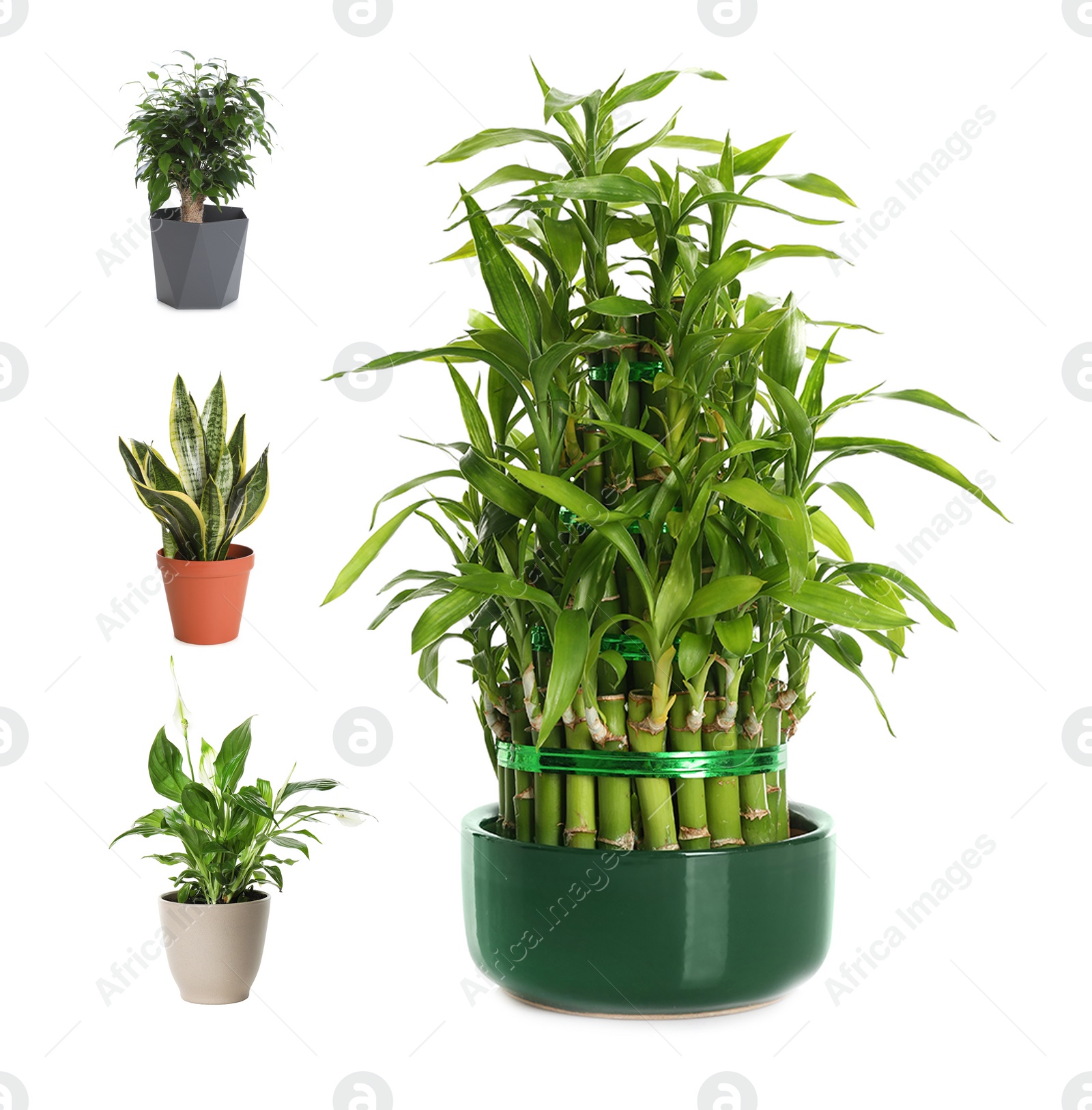 Image of Set of best house plants for air quality improvement on white background