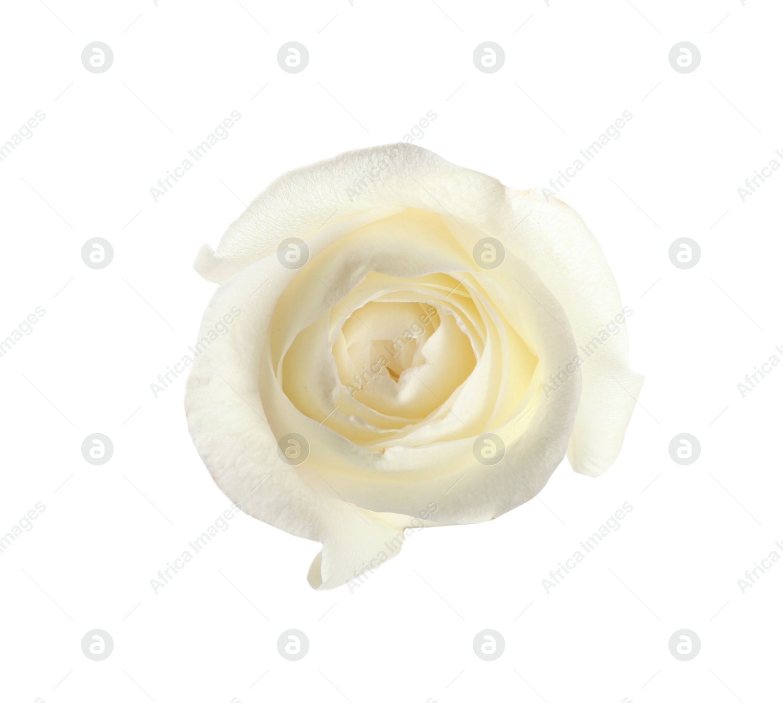 Photo of Beautiful fresh rose on white background, top view. Perfect gift