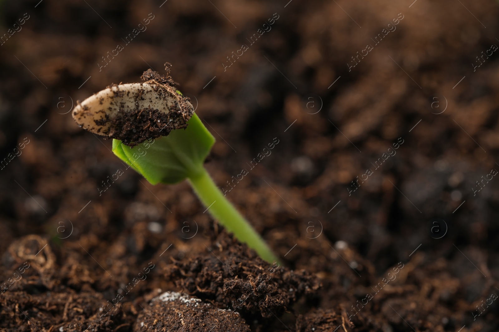 Photo of Little green seedling growing in soil, closeup. Space for text