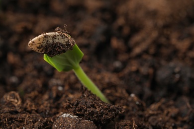 Little green seedling growing in soil, closeup. Space for text