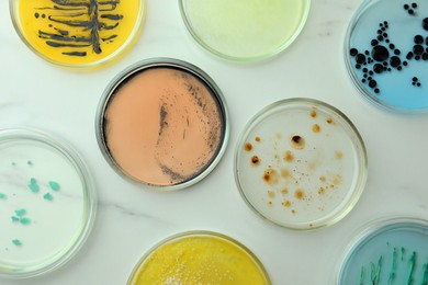Photo of Petri dishes with different bacteria colonies on white marble table, flat lay
