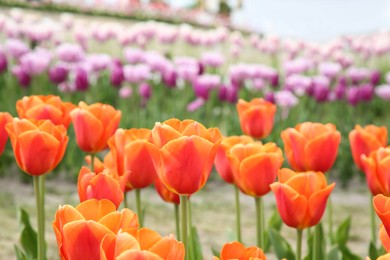 Photo of Beautiful colorful tulip flowers growing in field