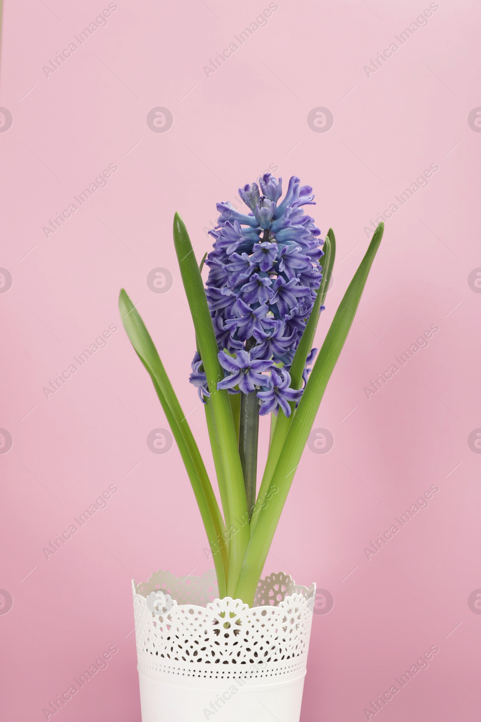 Photo of Beautiful spring hyacinth flower on color background