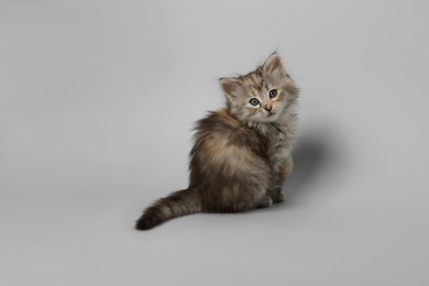 Photo of Beautiful kitten on light grey background. Cute pet