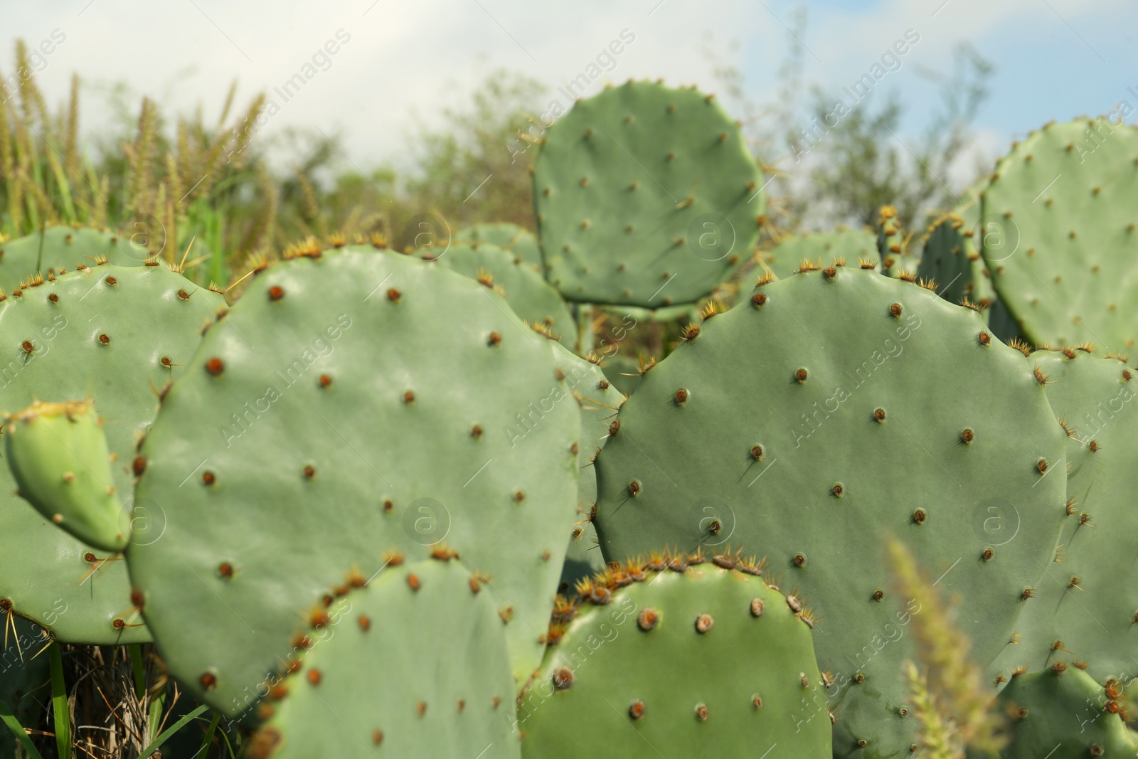 Photo of Beautiful view of cactuses with thorns growing outdoors, closeup