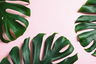 Photo of Green fresh monstera leaves on color background, flat lay. Tropical plant