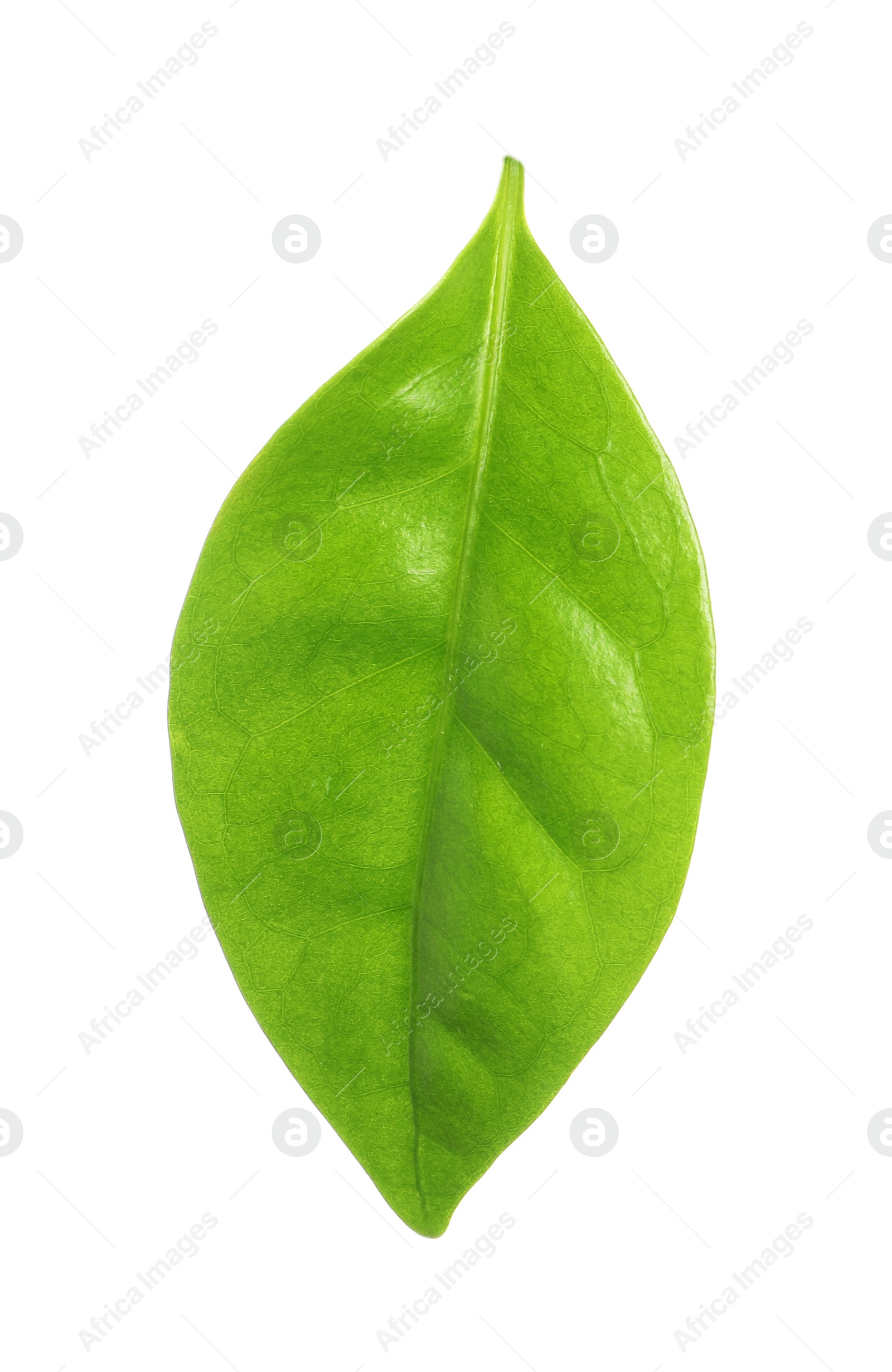 Photo of Fresh green coffee leaf isolated on white