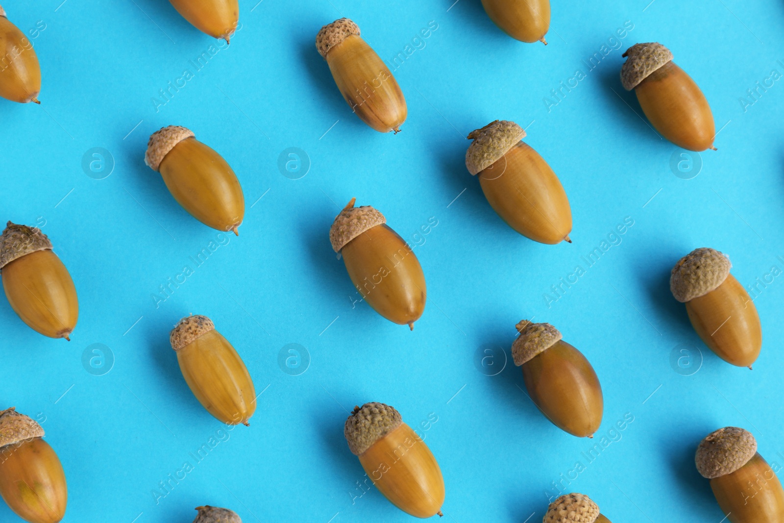 Photo of Many green acorns on light blue background, flat lay